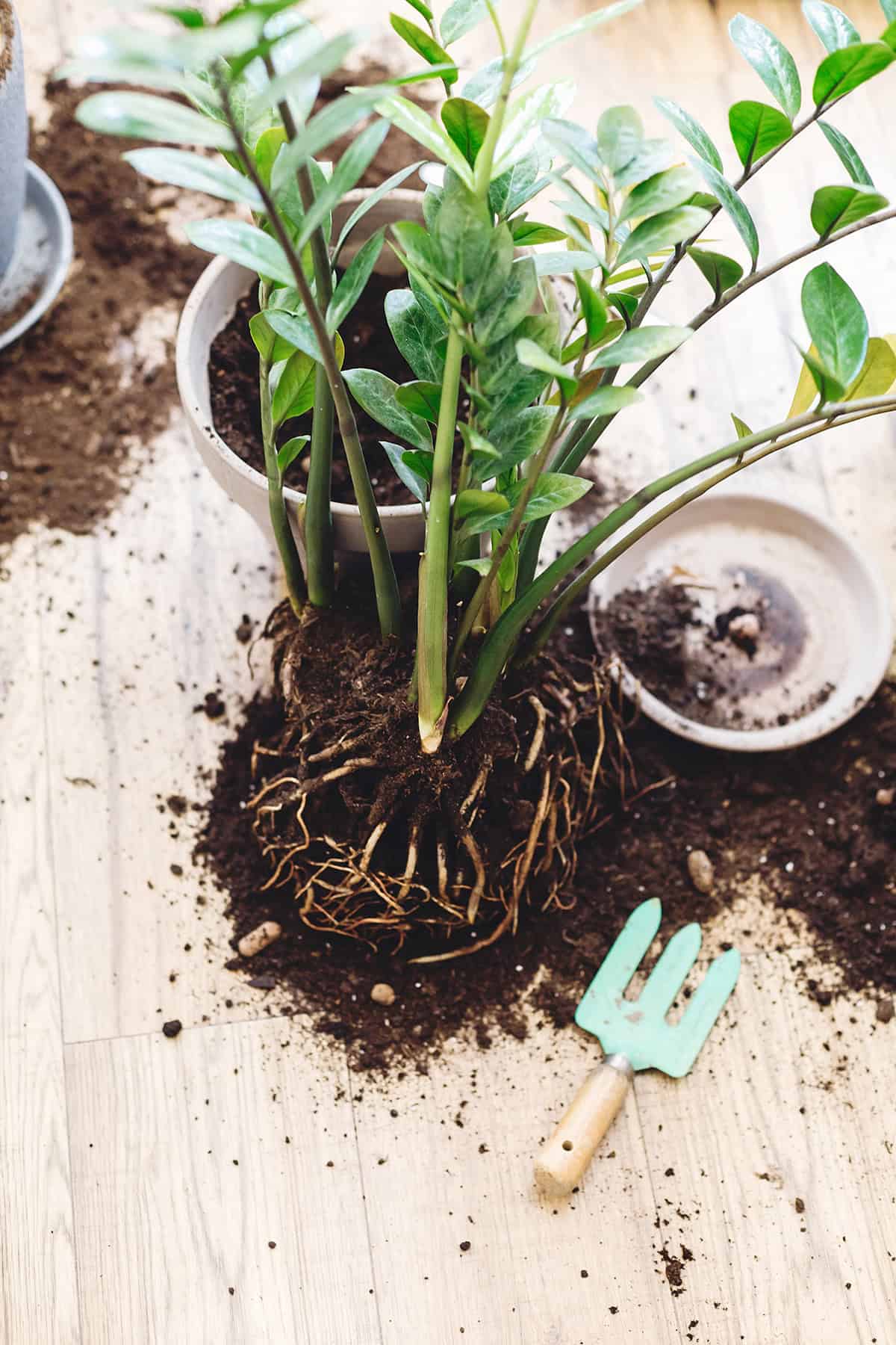 When To Repot Your ZZ Plant