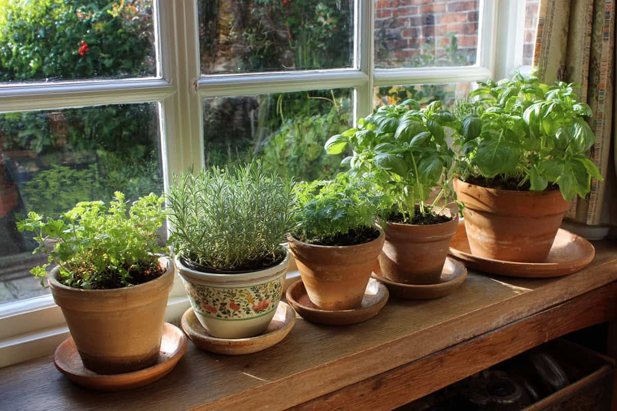 Windowsill Herb Garden in Matching Clay Pots With Saucers