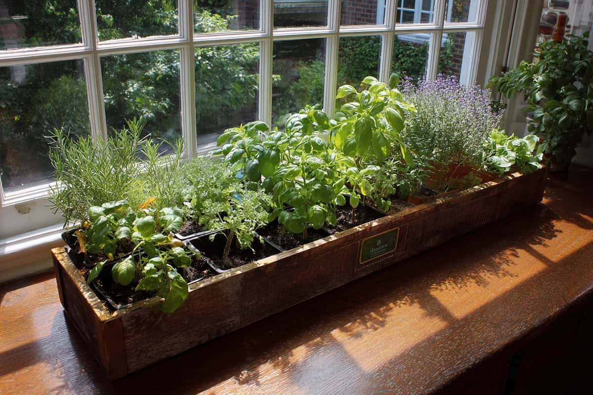 Windowsill Tray Garden with Multiple Herbs