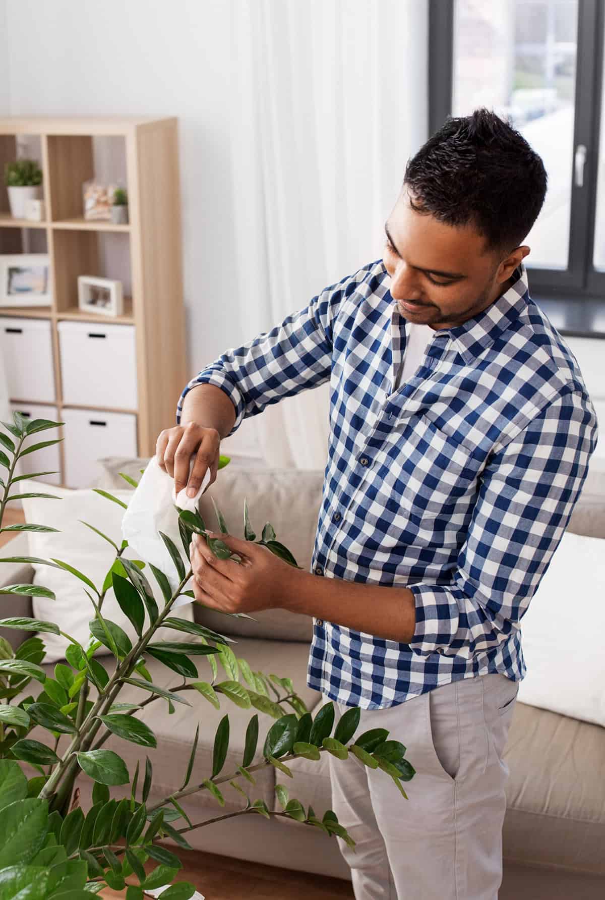 Wipe The Leaves To Keep Them Shiny And Dust Free
