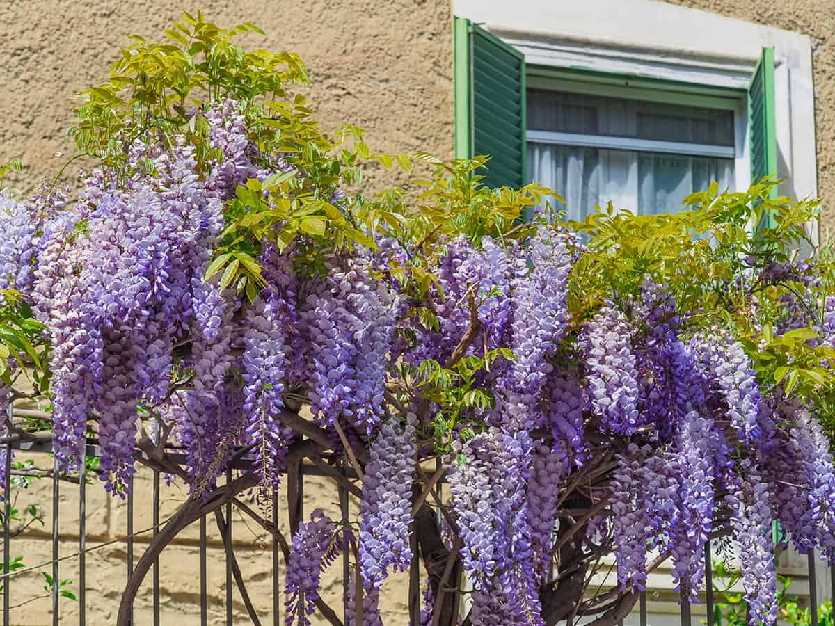 Wisteria