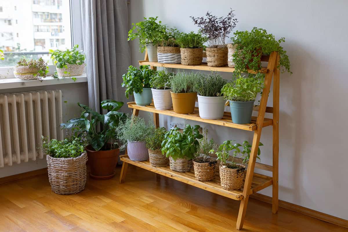 Wooden Ladder Shelf With Rows of Potted Herbs
