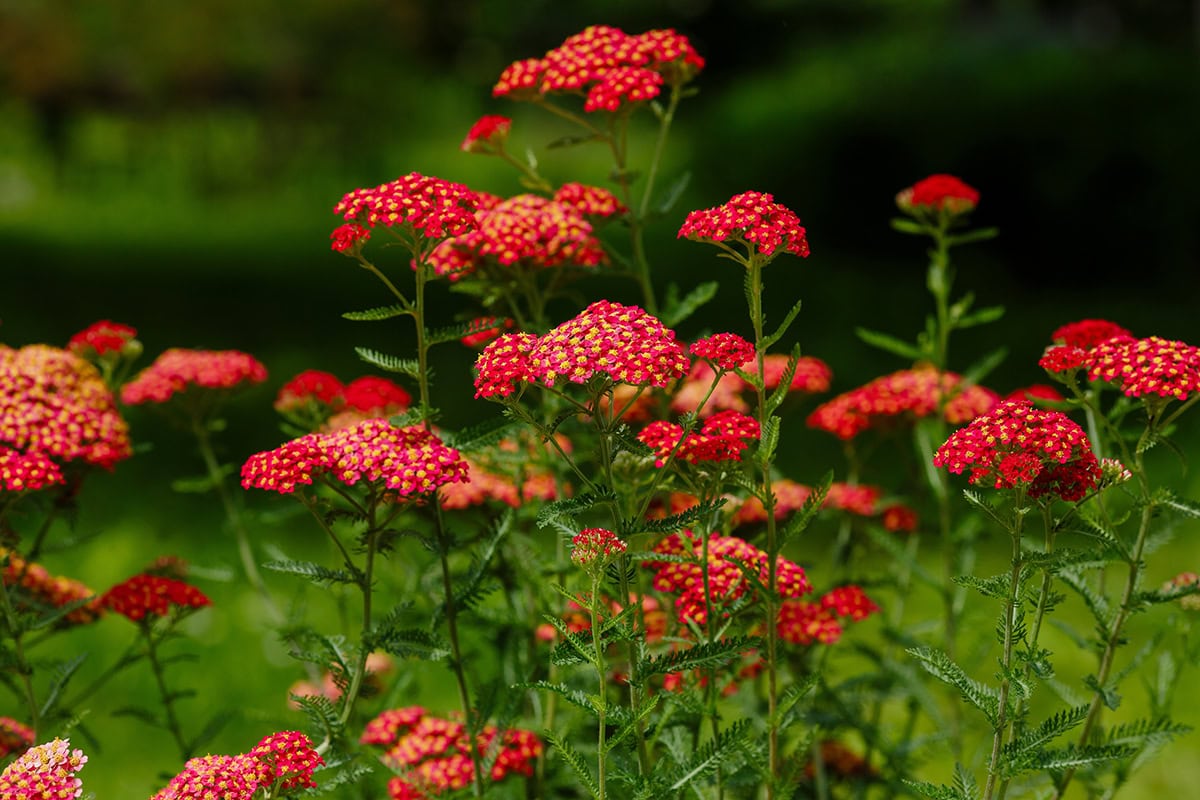 Yarrow