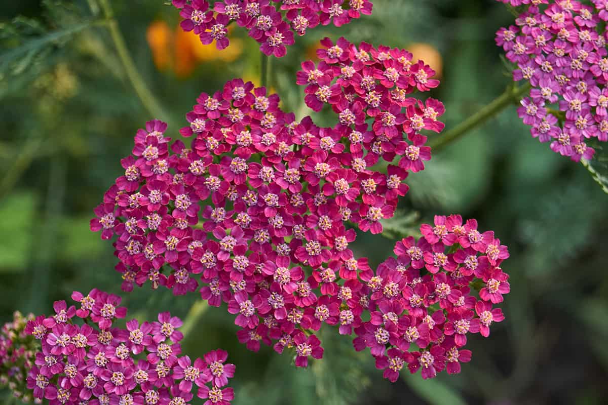 Yarrow