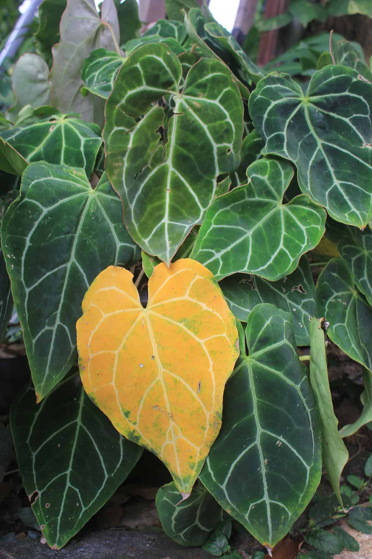 Yellowing Leaves