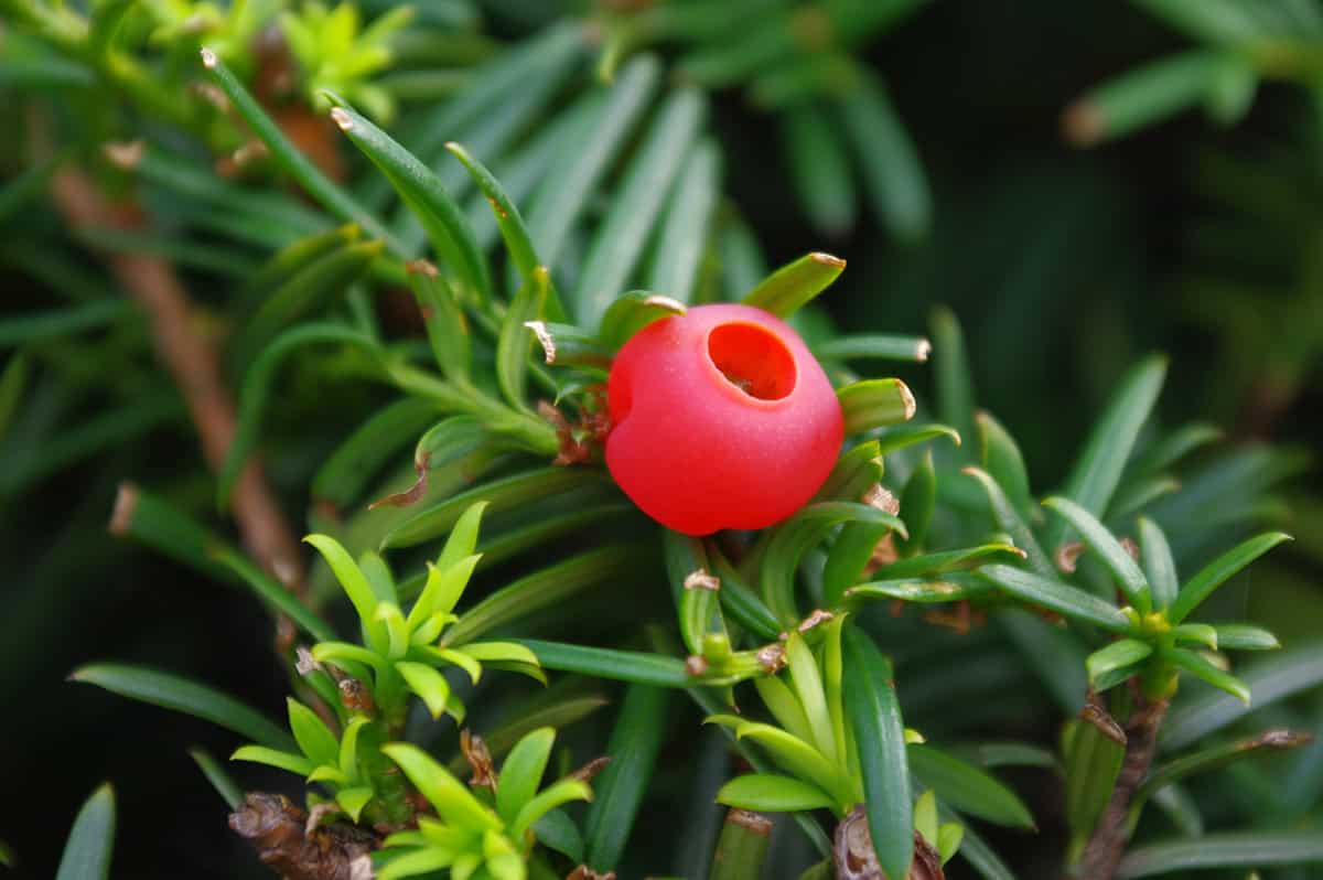 Yew