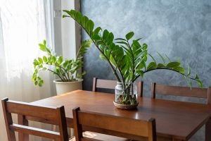 ZZ Plant Care Guide