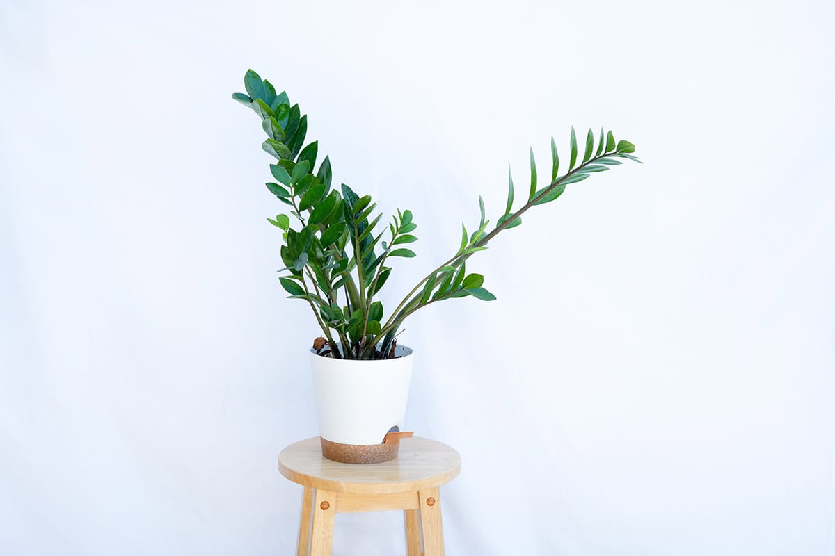 ZZ Plant (Zamioculcas zamiifolia)