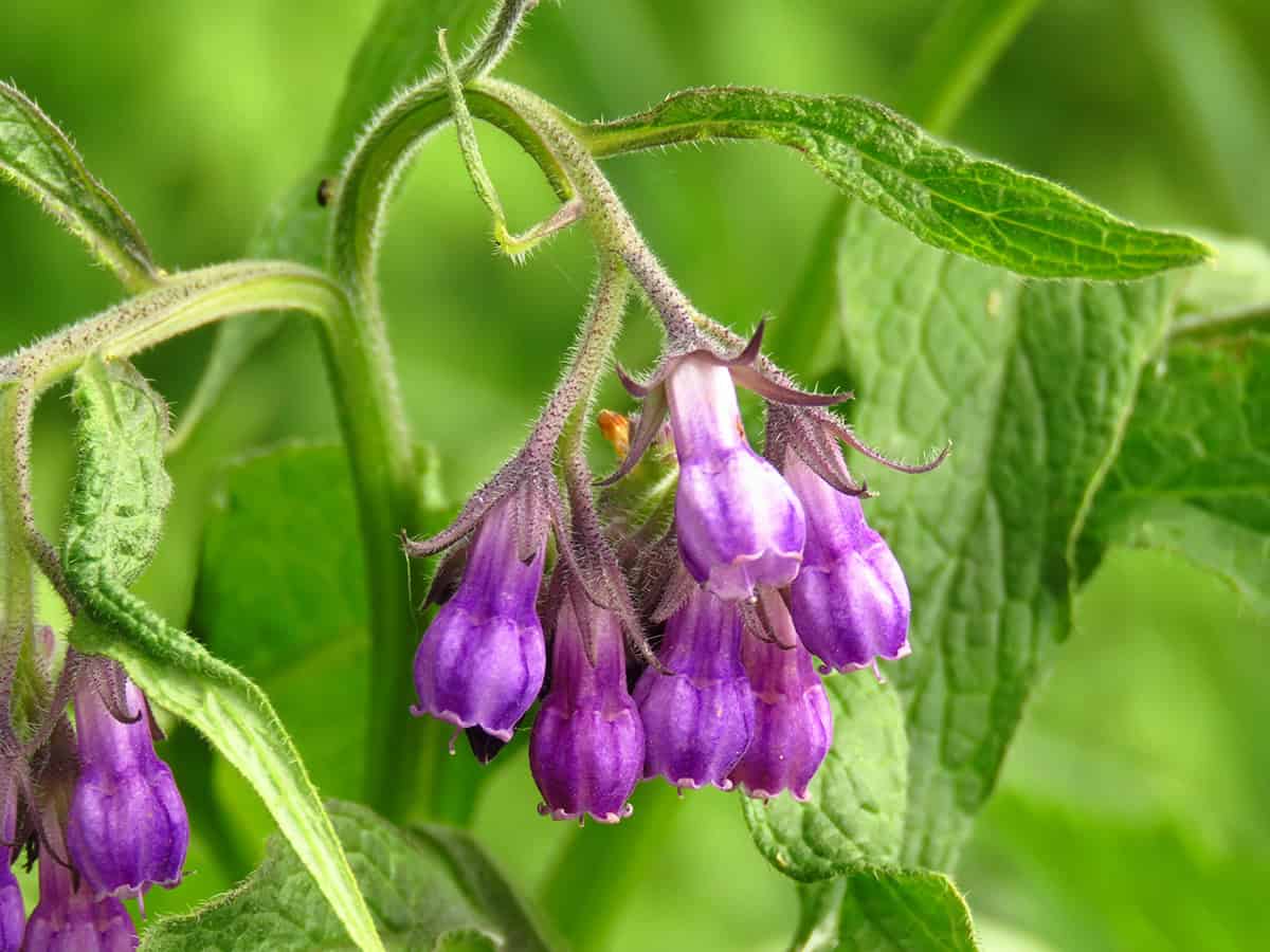comfrey