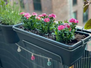 20 Fragrant Balcony Garden Plants