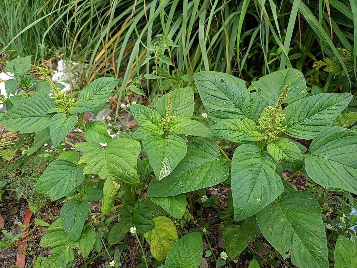 Amaranth (Leaves And Seeds)