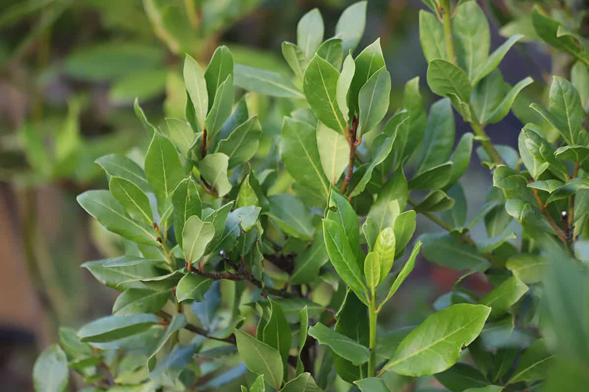 Bay Laurel (Bay Leaf Plant)