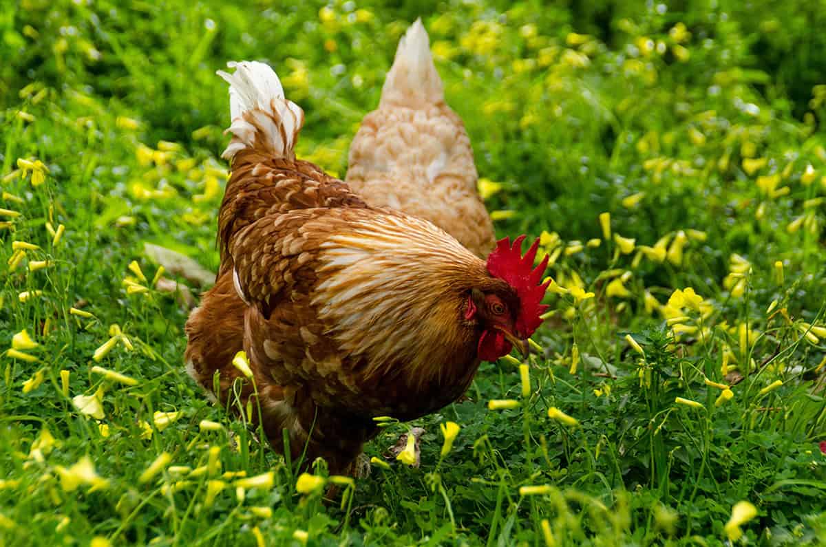 Best Garden Plants to Grow As Chicken Food