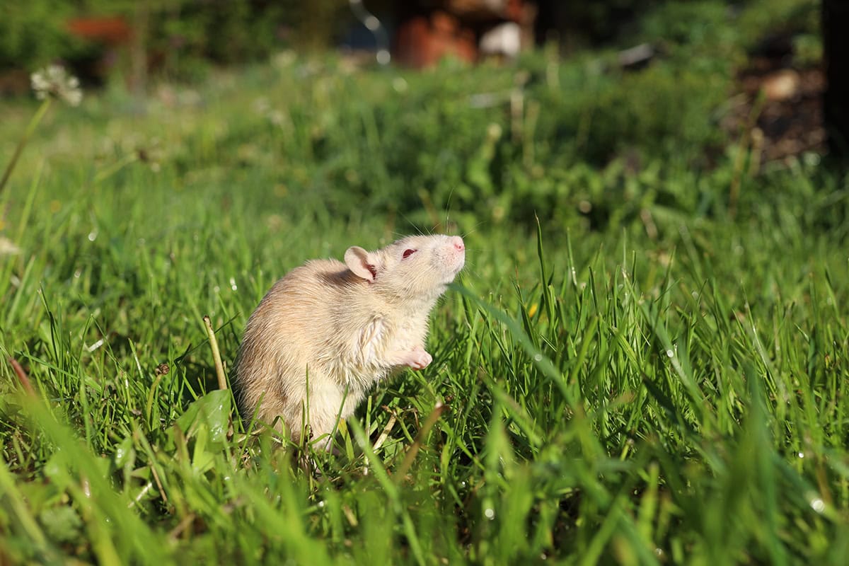 Best Plants That Repel Mice and Rats