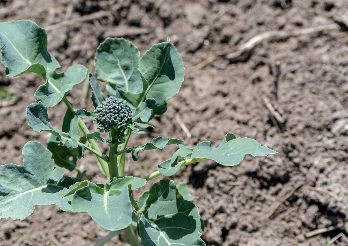 Broccoli (Leaves And Stalks)