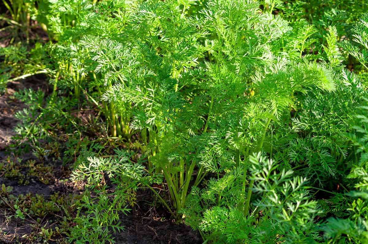 Carrot Tops