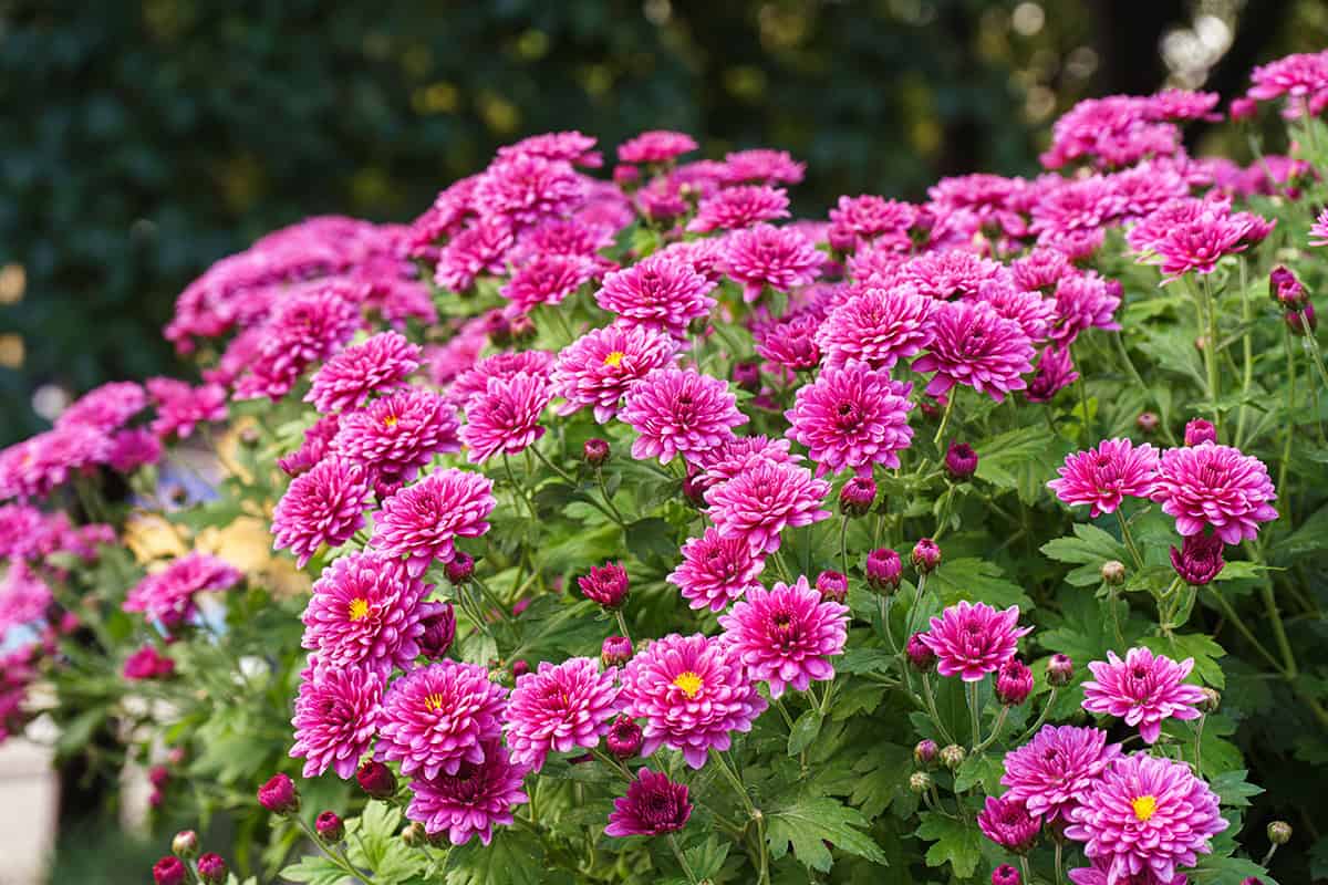 Chrysanthemum