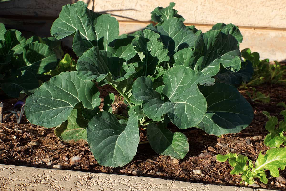 Collard Greens