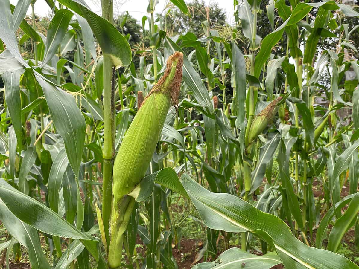 Corn