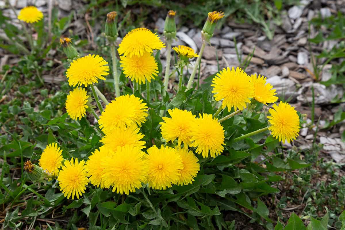 Dandelion Greens