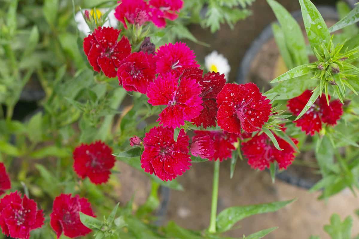 Dianthus