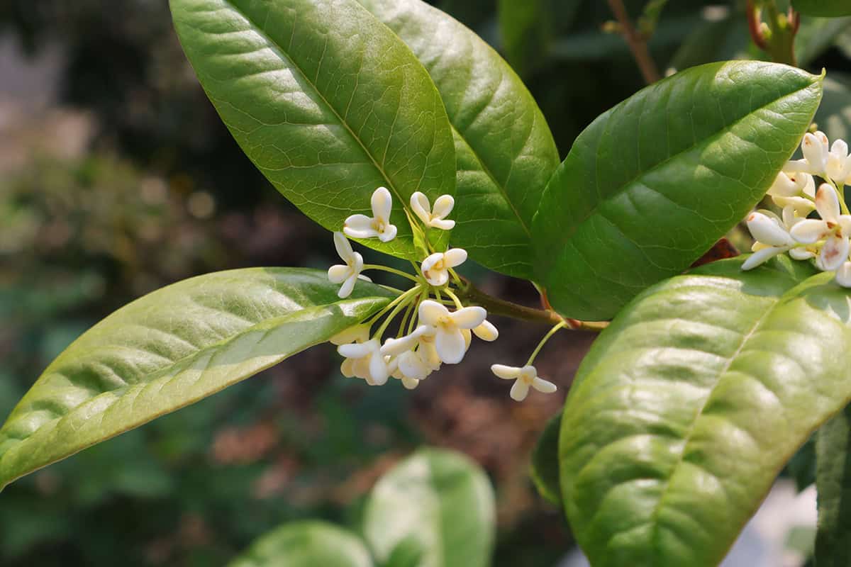 Fragrant Tea Olive