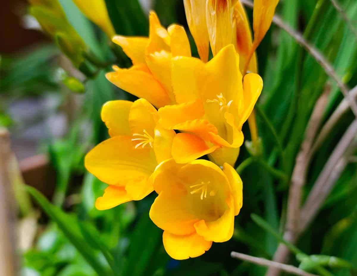Freesia