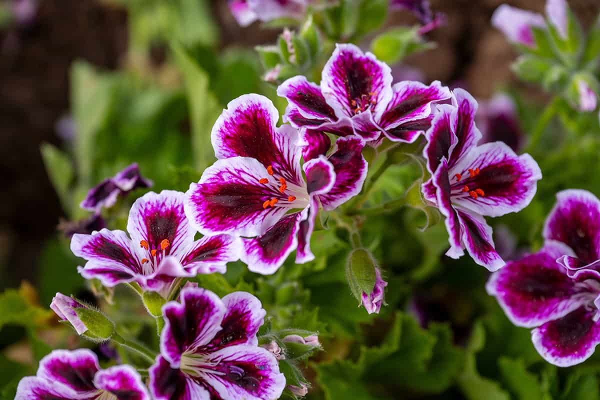 Geranium (Especially Scented Varieties)