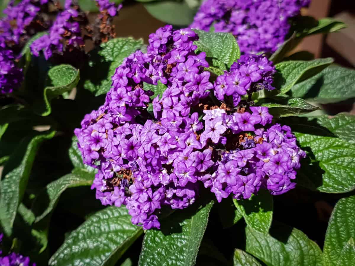 Heliotrope