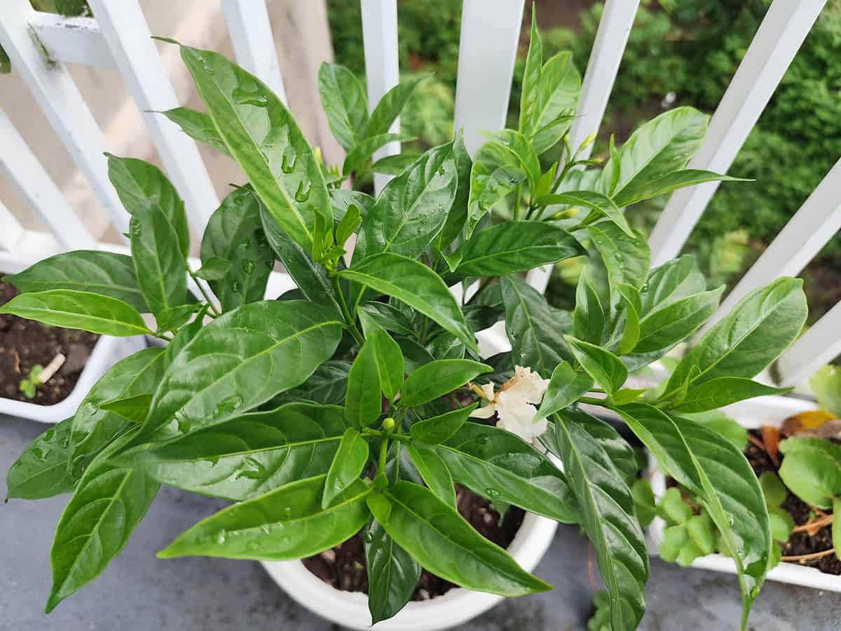 Jasmine