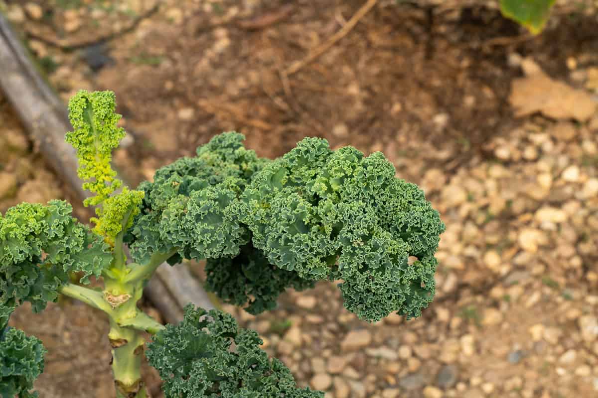 Kale