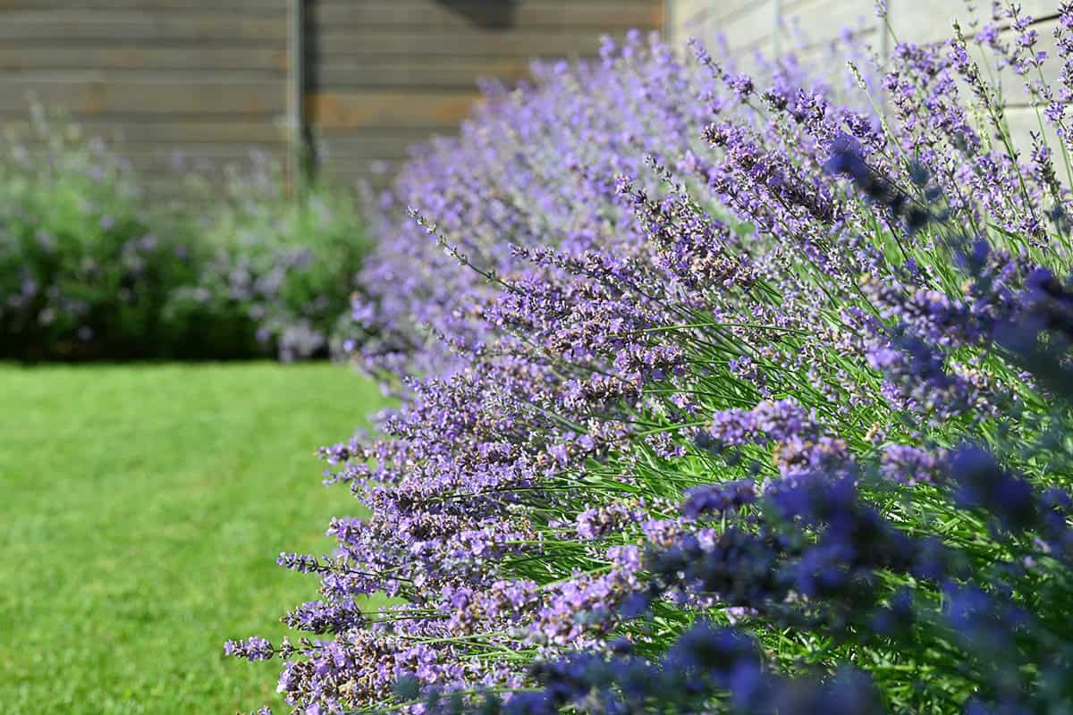 Lavender