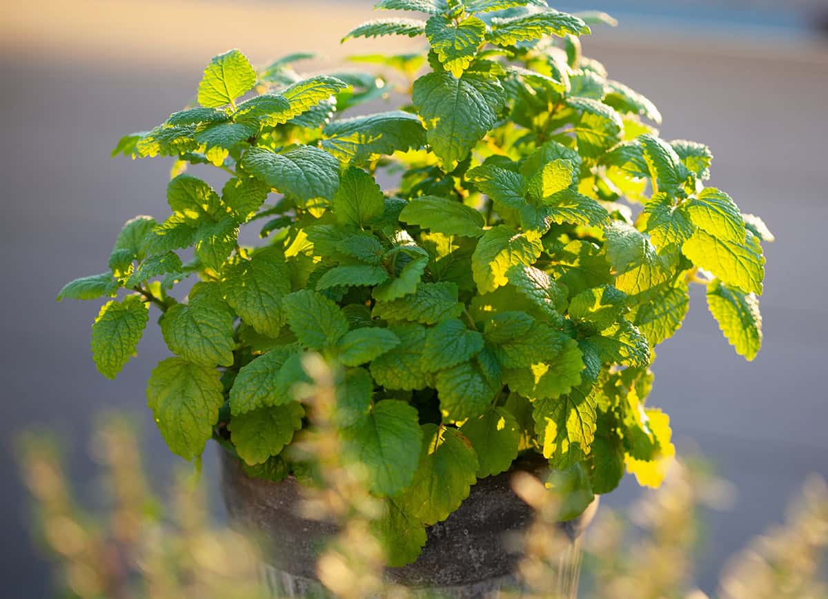 Lemon Balm