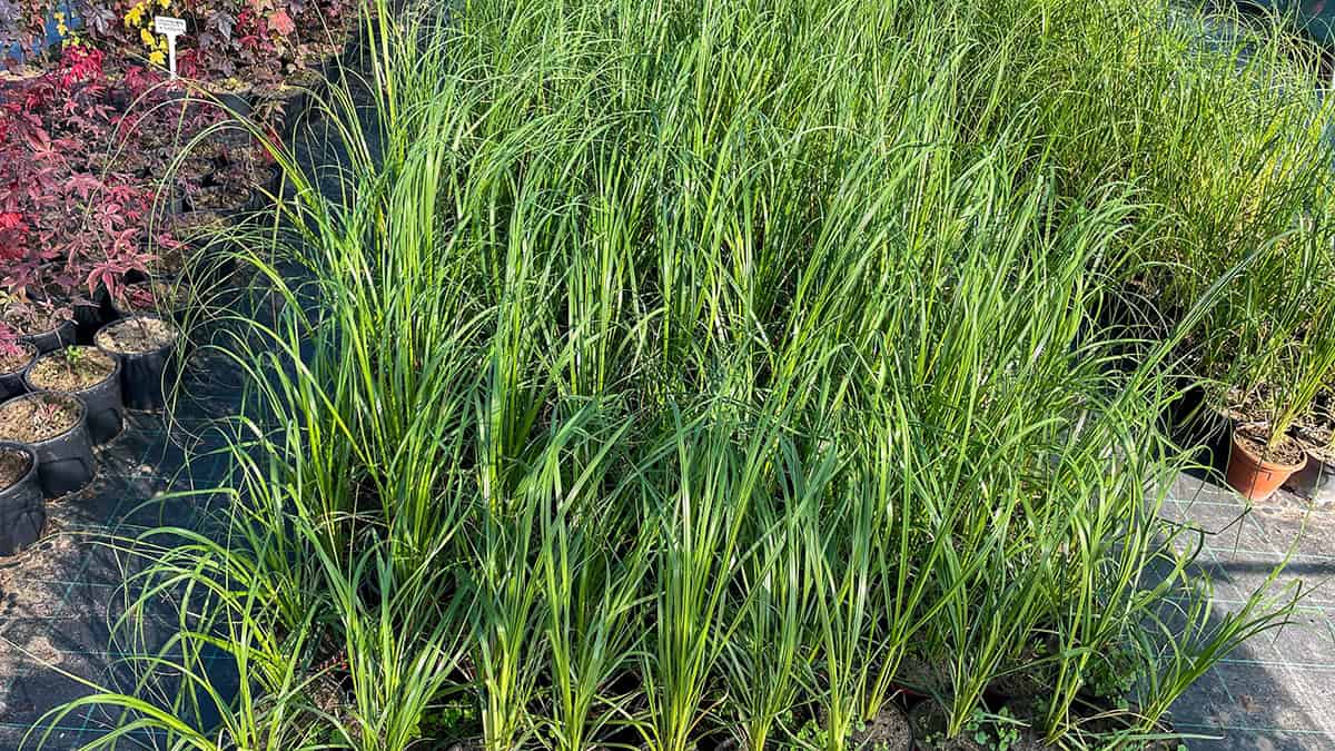 Lemongrass