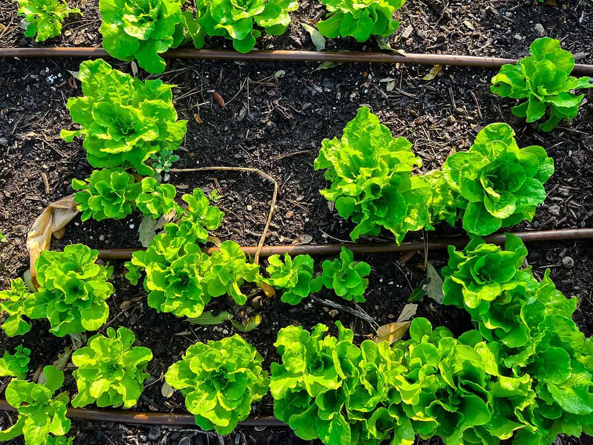 Lettuce (Romaine, Butterhead)