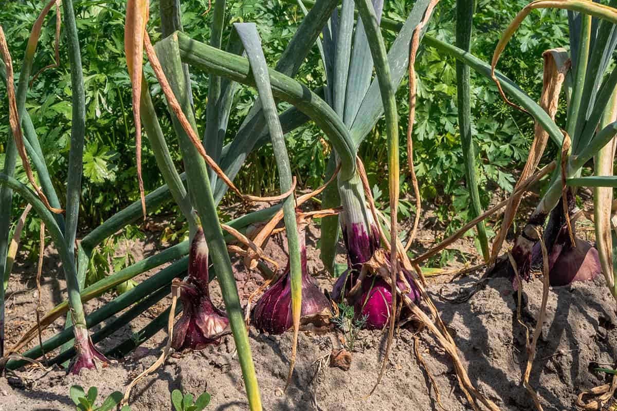 Onion