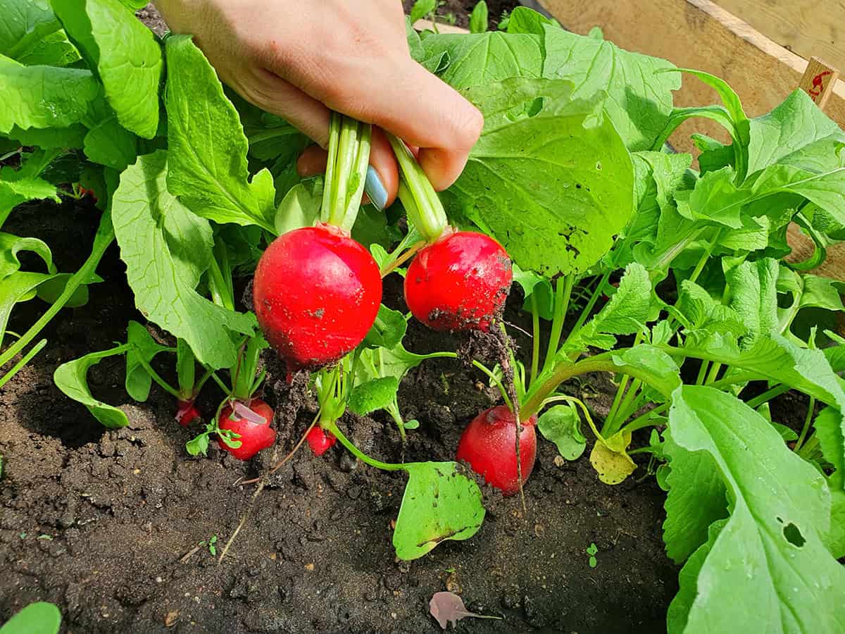 Radish Greens