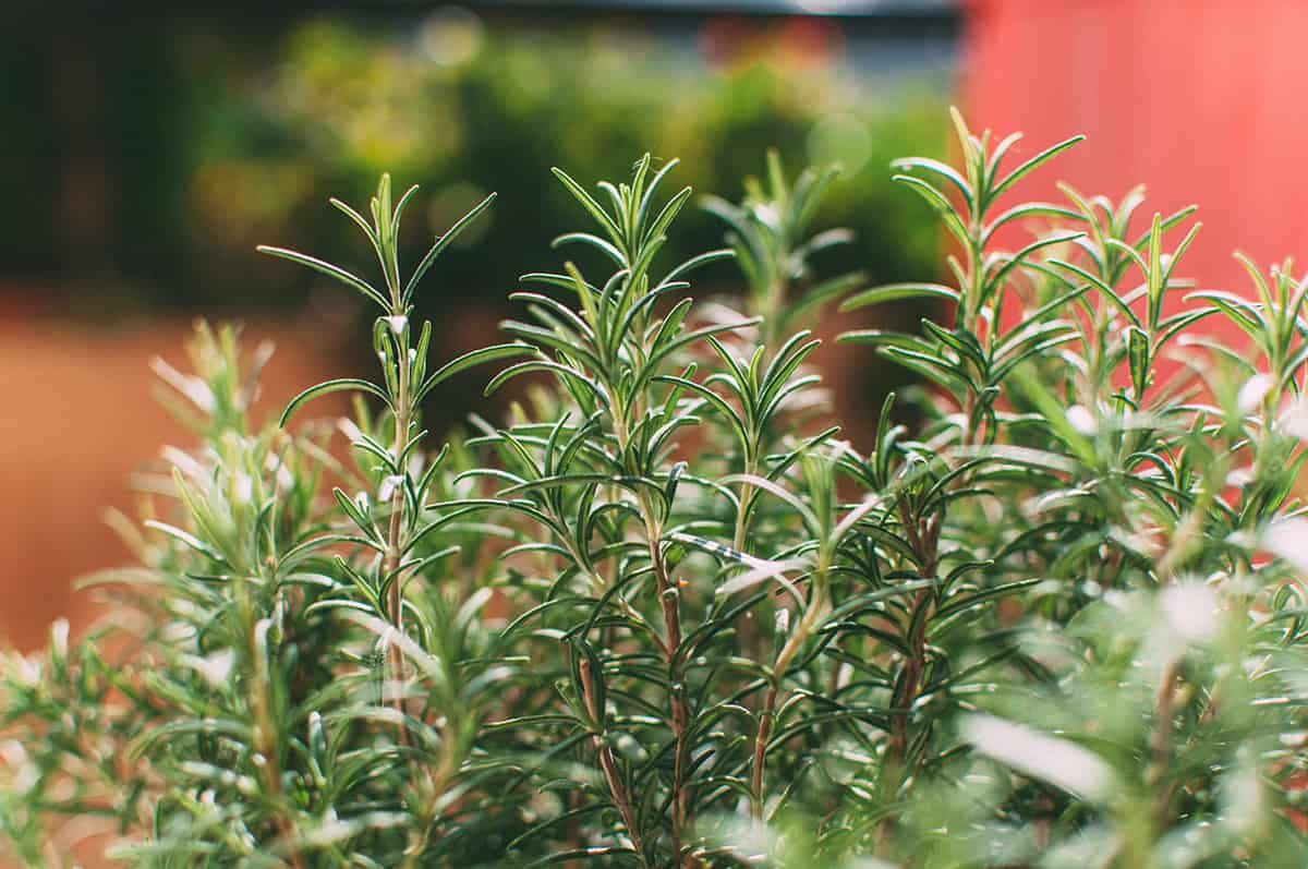 Rosemary