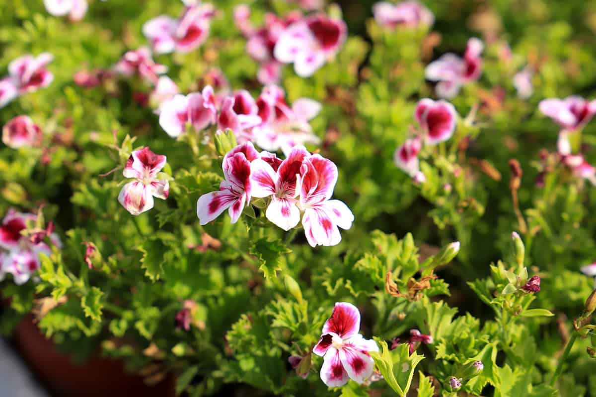 Scented Geranium