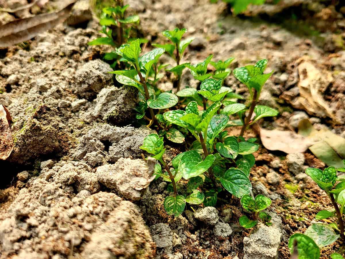 Spearmint