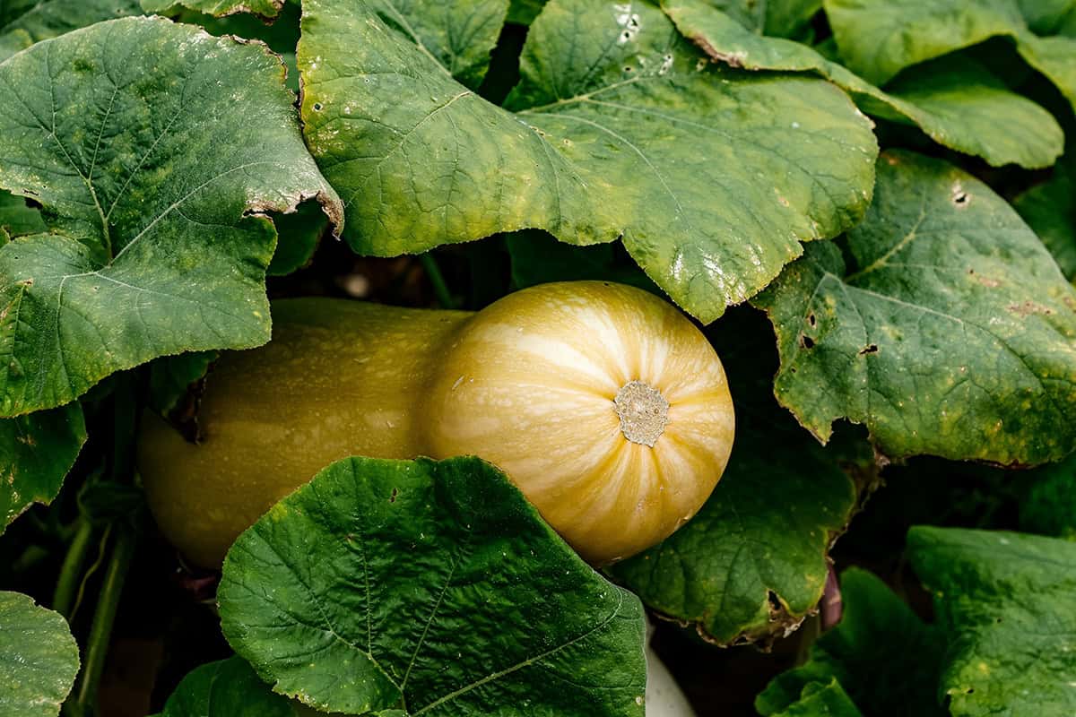 Squash (Flesh And Seeds)