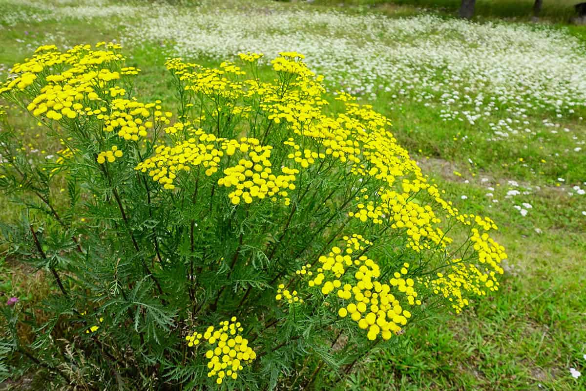 Tansy (Use With Care—Can Be Toxic If Ingested)