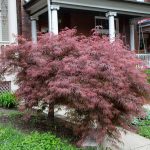 20 Small Trees For Front Yards With Non Invasive Roots