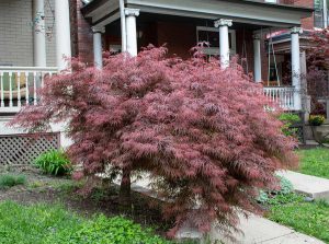 20 Small Trees For Front Yards With Non Invasive Roots