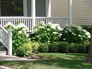 27 Best Foundation Plants for Your Front Yard to Elevate Curb Appeal