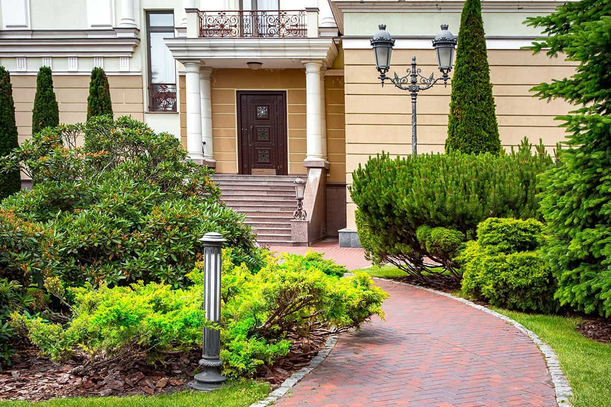 28 Dwarf Evergreen Shrubs for Your Front of House