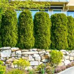 30 Fast Growing Evergreen Trees For Privacy In Your Backyard