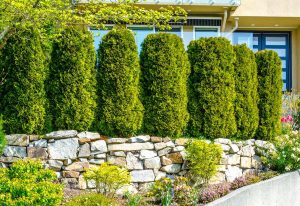 30 Fast Growing Evergreen Trees For Privacy In Your Backyard