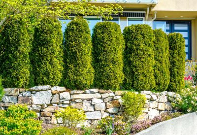 30 Fast Growing Evergreen Trees For Privacy In Your Backyard