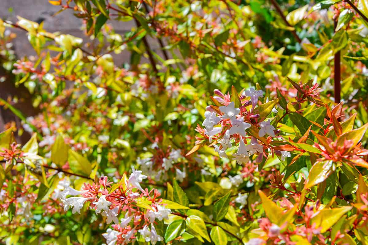 Abelia (Abelia x grandiflora ‘Kaleidoscope’)